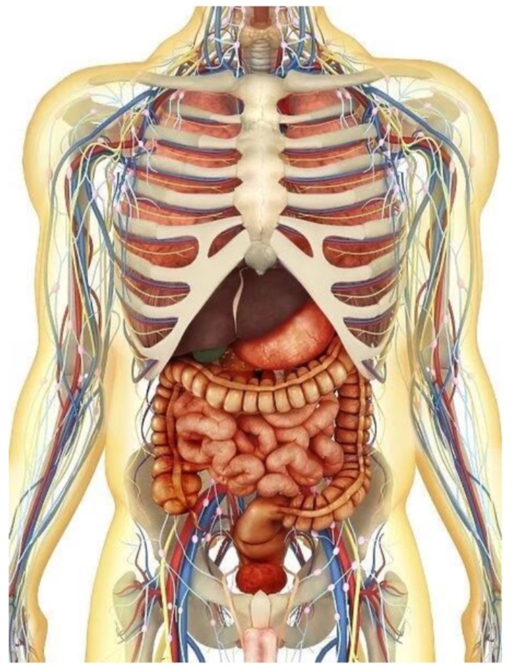 <p>The clavicles are ___ to the sternum.</p>