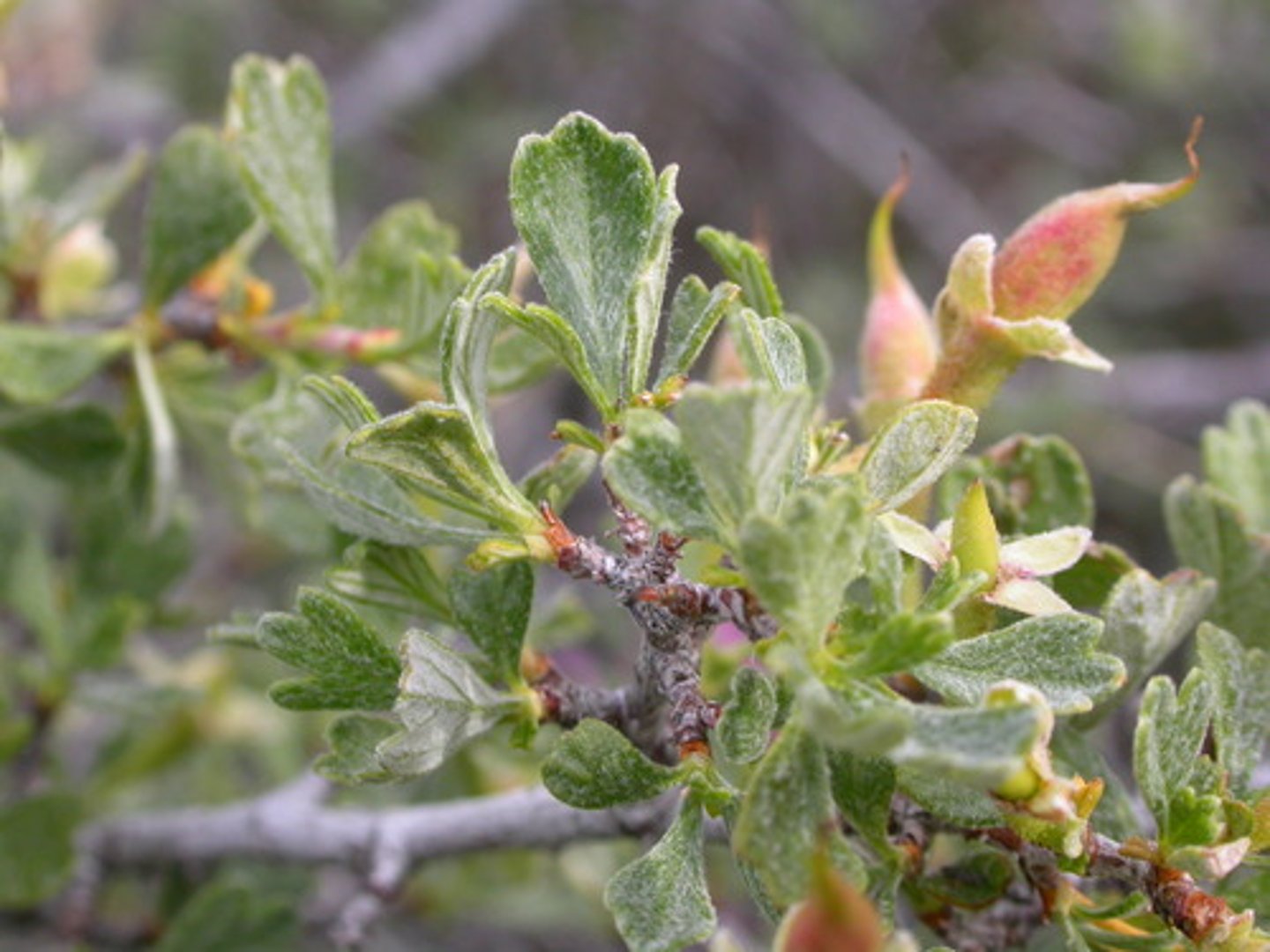<p>Tridentate leaf tips </p><p>Crushed leaves have pungent odor ("dirty socks“)</p>