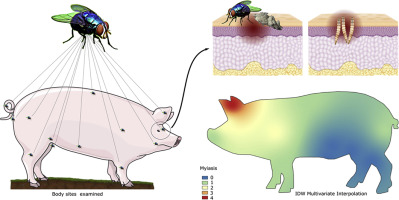 <p>Inflammation, pruritus, exudative dermatitis, necrosis, secondary infections, and ammonia intoxication from larvae</p>