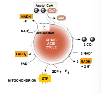 <p>The TriCarboxylic Acid cycle (TCA) is the major source of?</p>