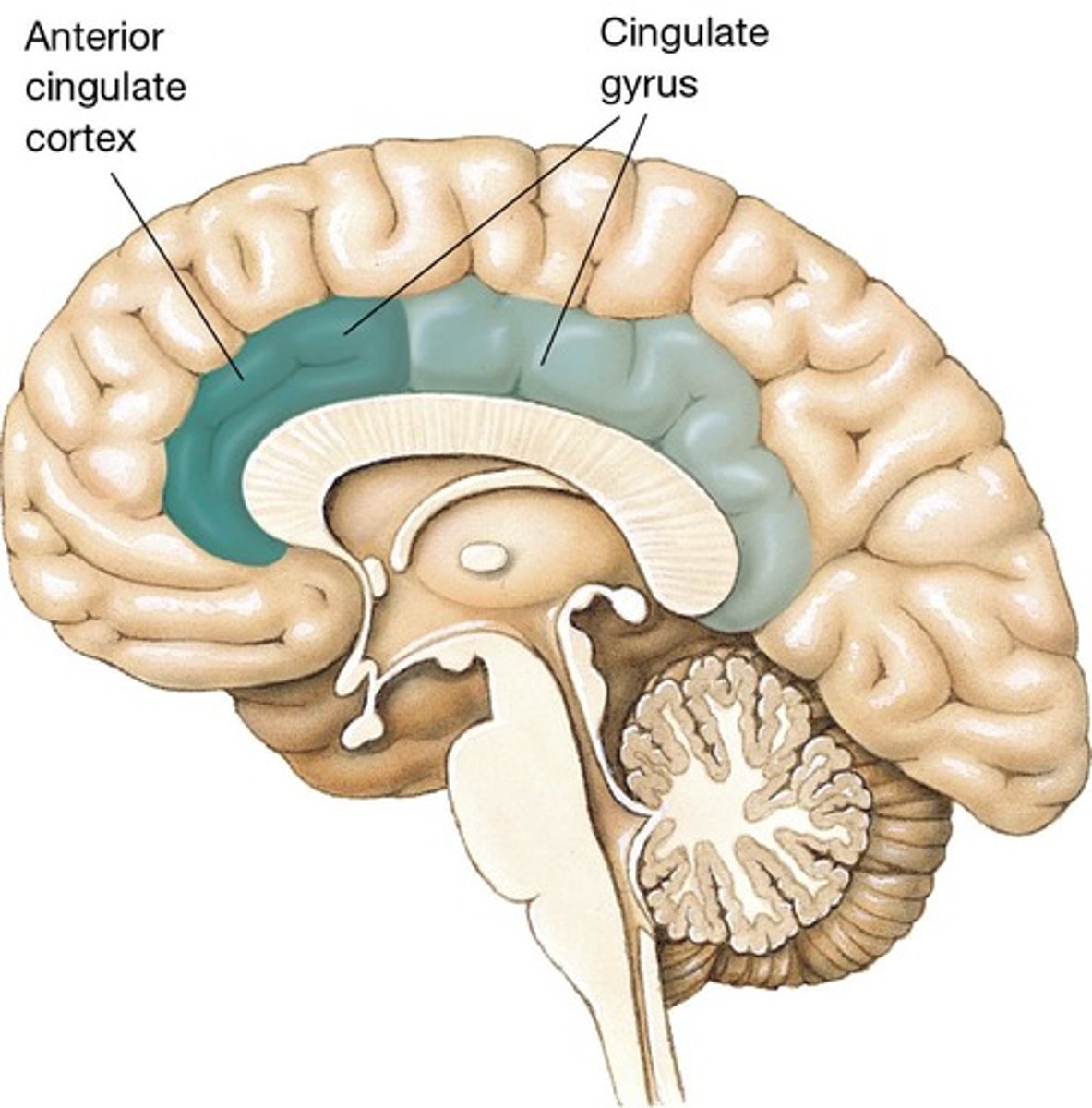 <p>It may play a role in the emotional response to pain.</p>