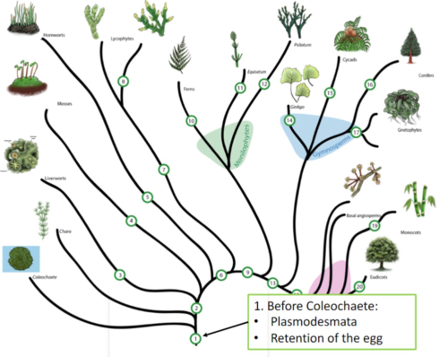 <p>plasmodesmata , retention of the egg</p>