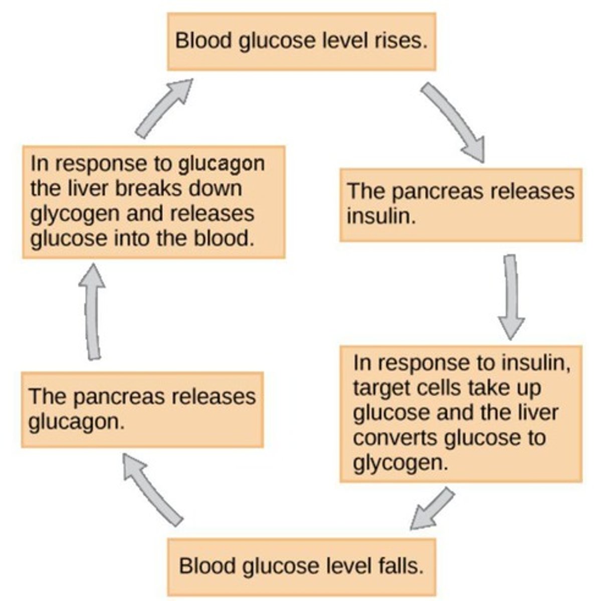 <p>A hormone released by the pancreas that signals the liver to break down glycogen into glucose when blood glucose levels drop.</p>