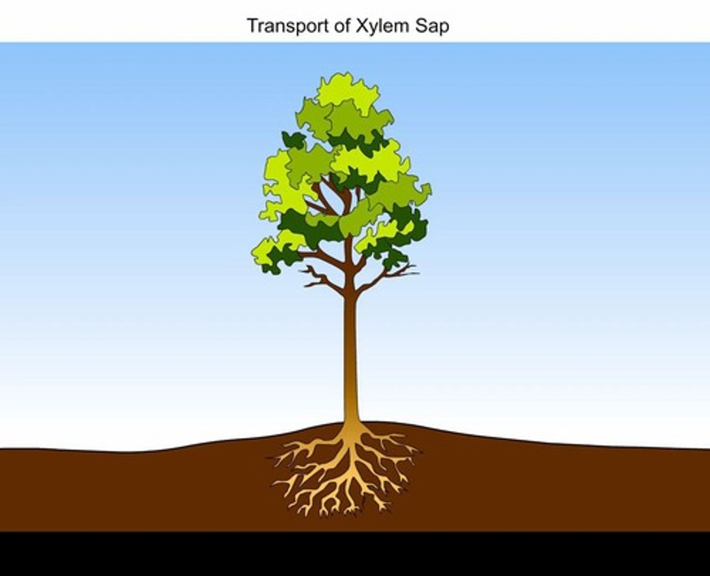 <p>Fluid transporting water and nutrients from roots.</p>