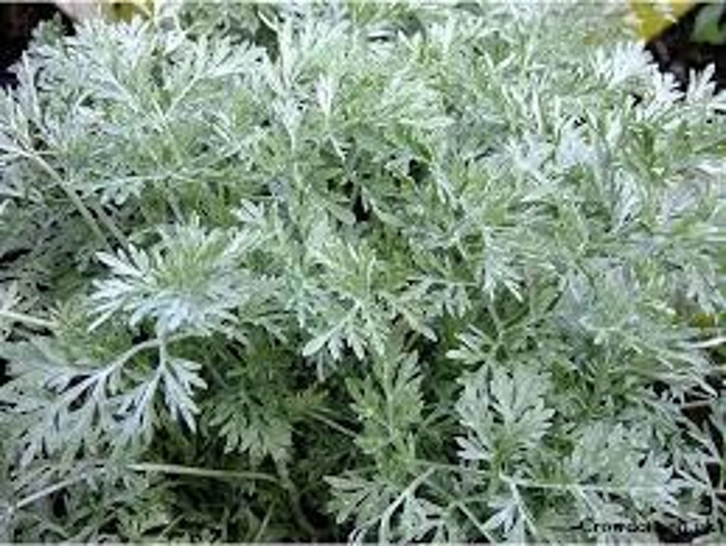 <p>Artemisia x 'Powis Castle'</p>