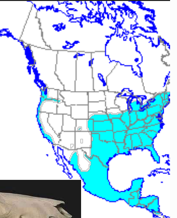 <p>Which species fits the following habitat and management concerns?</p><p><br>Habitat: Prefers deciduous forest habitat with permanent water in many habitats, does well in urban and suburban environments; widespread</p><p>Management issues: Introduced into western states; may compete with mid-sized carnivores and/or transmit disease</p>