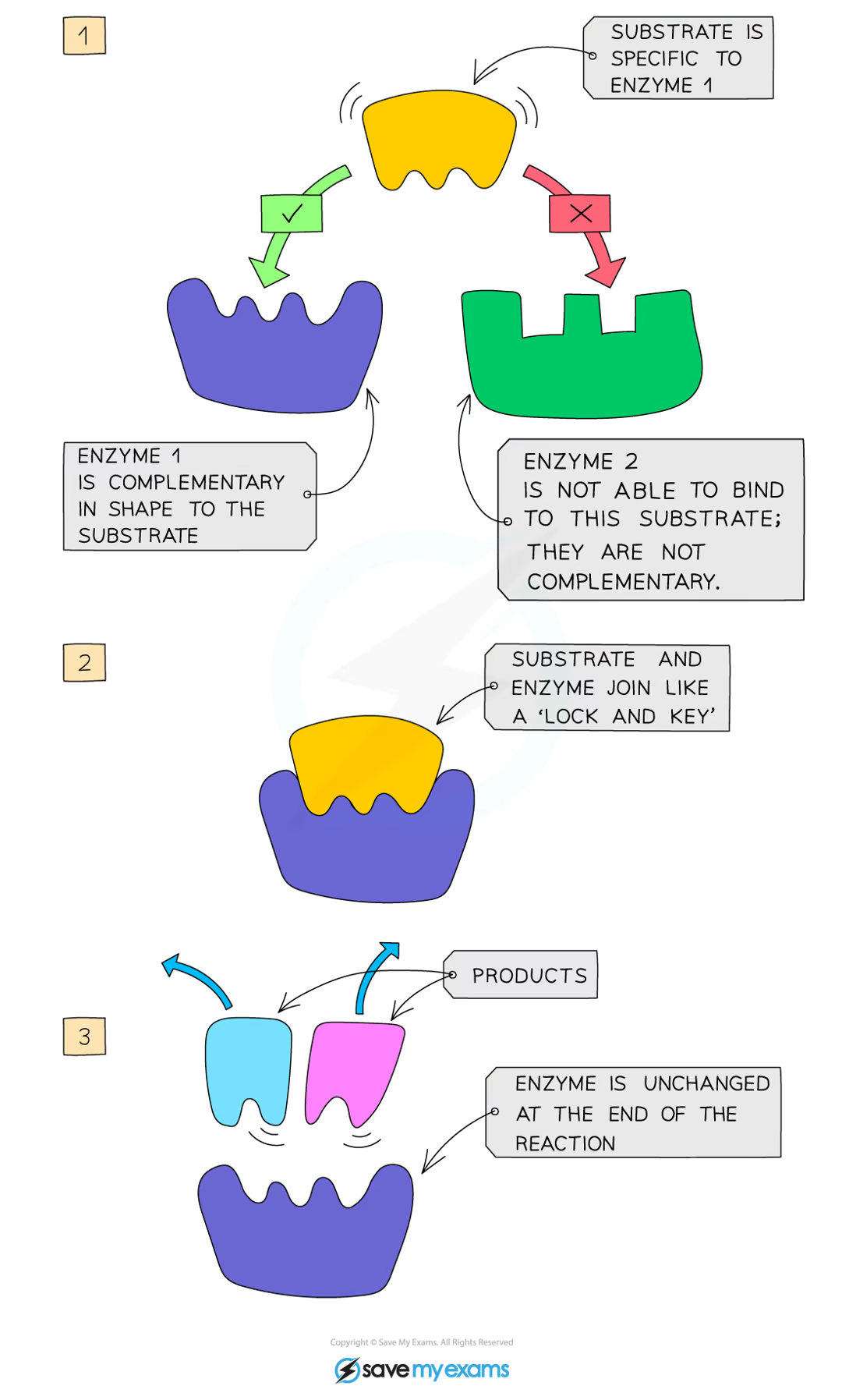 <ul><li><p>enzymes are <strong>specific </strong>to one particular substrate, as the <strong>active site </strong>of the enzyme is a complementary shape to the substrate</p></li><li><p>the substrate slots into the enzyme’s active site, and together they form the <strong>enzyme-substrate complex</strong></p></li><li><p>the enzyme catalyses the reaction and the <strong>products </strong>leave the active site as they no longer fit, and the enzyme is free to take up another substrate</p></li></ul><p></p>