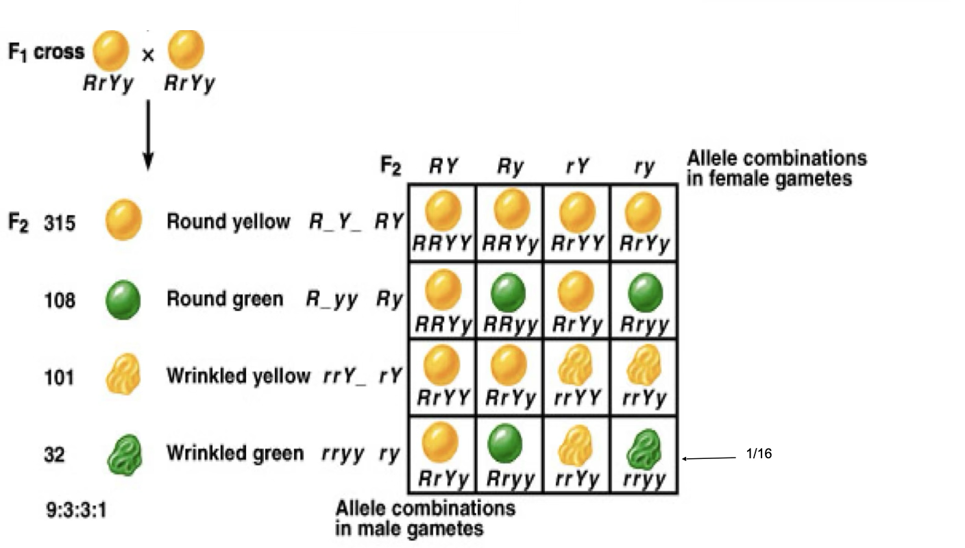 <p>Looking at 2 traits/genes/genotypes at the same time</p>