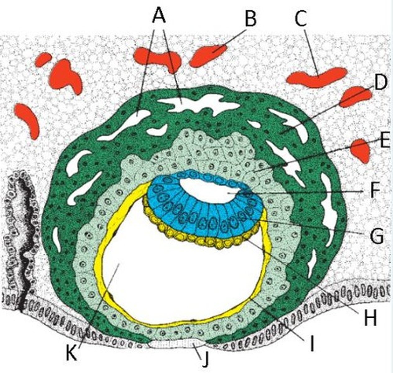 <p>A = Trophoblast lacunae</p><p>B and C = Enlarged blood vessel </p><p>D = Synctiotrophoblast</p><p>E = Cytotrophoblast</p><p>F = Amniotic cavity</p><p>G = Epiblast</p><p>H = Hypoblast</p><p>I = Exocoelomic membrane</p><p>J = Fibrin plug</p><p>K = Primitive yolk sac </p>