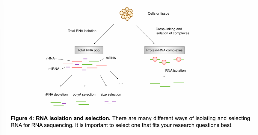 <ul><li><p>PolyA selection: effective way to remove everything but mRNA and some minor RNA species with a polyA tail. This technique does not work for prokaryotes, as their mRNAs typically do not have a polyA tail.</p></li><li><p>rRNA depletion: indirect way of increasing the abundance of mRNAs in sample. The sample will also contain non-mature mRNAs (with no polyA tail).</p></li><li><p>Size selection: by selecting for small RNAs, the sample can be enriched for miRNAs, for example. Conversely, mRNAs are retained when selecting for larger fragments.</p></li></ul><p></p>