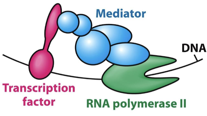 <ol><li><p>Redundant: Part of AD can be deleted without loss of function</p></li><li><p>Modular: Can activate transcription when paired with a variety of DNA-binding domains.</p></li><li><p>Act Synergistically: Two activation domains acting together create stronger effect than either acting separately.</p></li></ol><p></p>