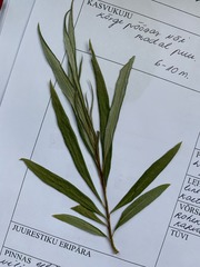 Salix viminalis