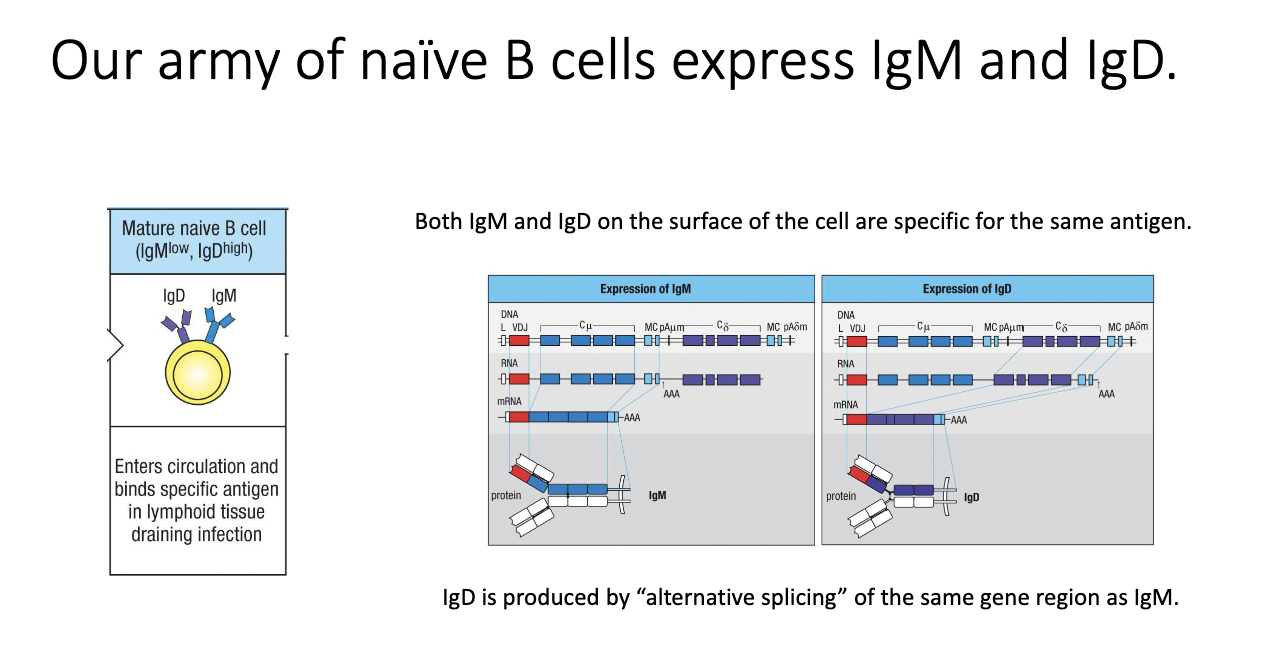 <ul><li><p class="isSelectedEnd"><span>Naive B cells uniquely co-express </span><strong><span>IgM and IgD</span></strong><span>.</span></p></li><li><p class="isSelectedEnd"><span>Both forms recognize the </span><strong><span>same antigen</span></strong><span>.</span></p></li><li><p class="isSelectedEnd"><span>Achieved via </span><strong><span>alternative splicing</span></strong><span> of a shared transcript containing both constant regions.</span></p></li><li><p><span>Purpose of IgD is still unclear, but it is biologically required.</span></p></li></ul><p></p>