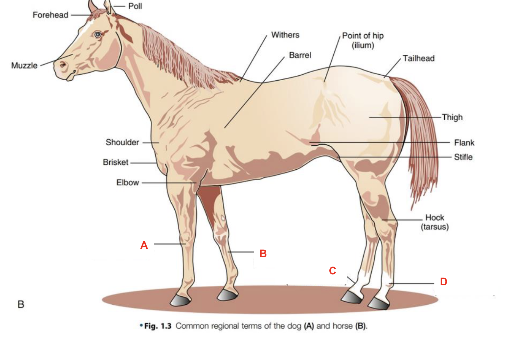 <p>Identify what part of the body is labelled “A” </p>