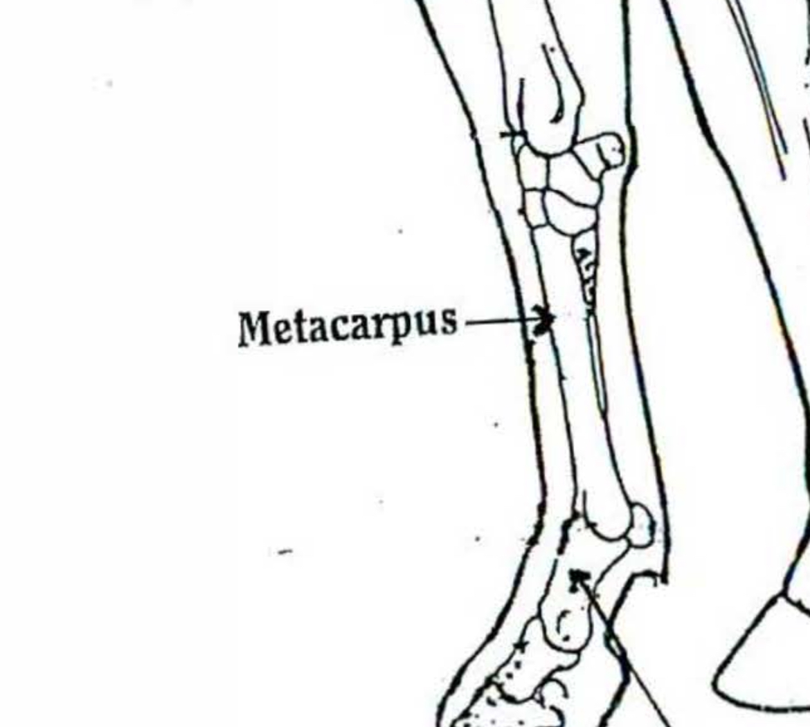 <p>Metacarpus </p>