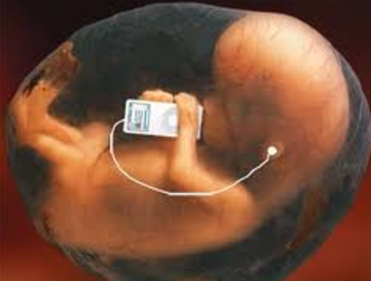 <p>the developing human organism from 9 weeks after conception to birth</p>