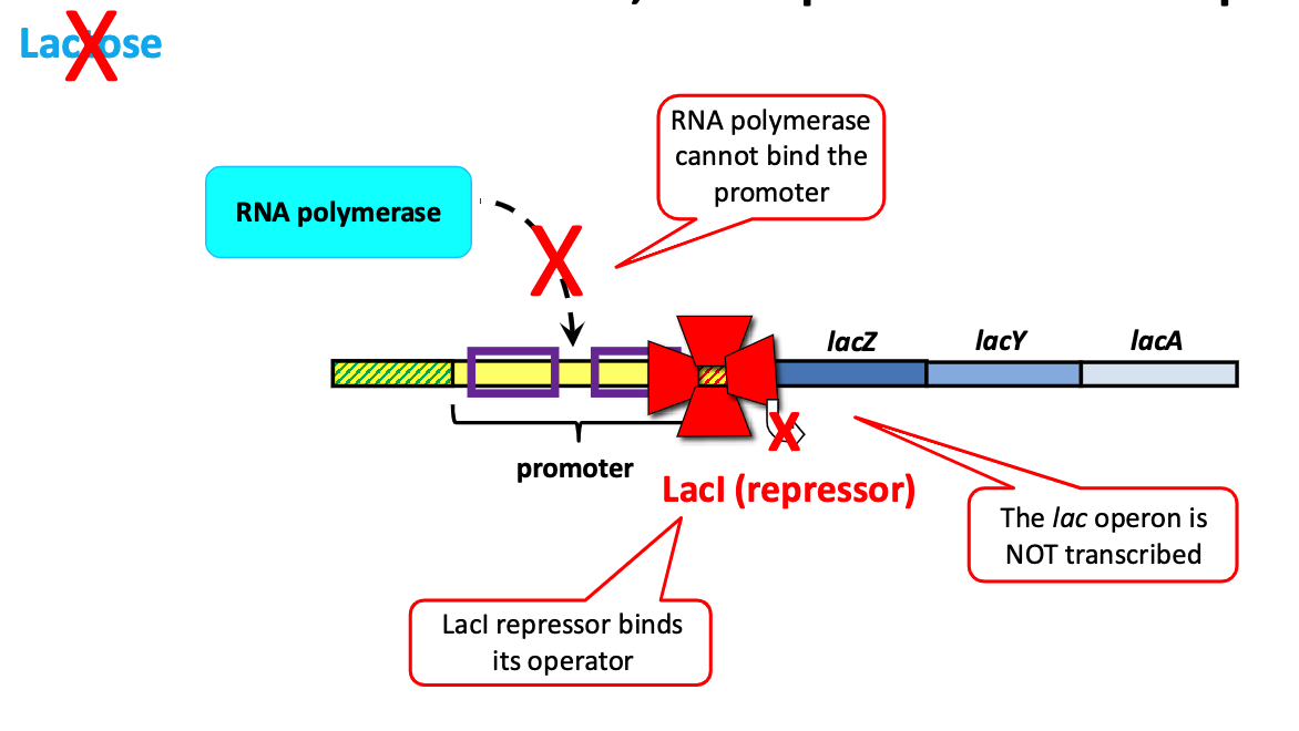 <ul><li><p><span>LacI binds lac operator and represses transcription of the lac operon</span></p></li><li><p><span>the enzymes to break down lactose are not made</span></p></li></ul><p></p>