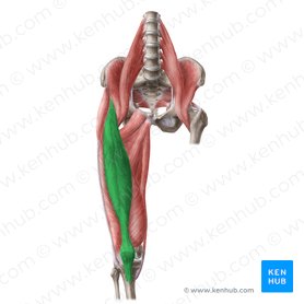 <p>O: the anterior inferior iliac spine and the other from the ridge of the acetabulum</p><p>I: quad tendon at patella</p><p>F: only muscle of the quadriceps to cross both the hip and knee joints; flexes the thigh at the hip joint, and extends at the knee joint</p>