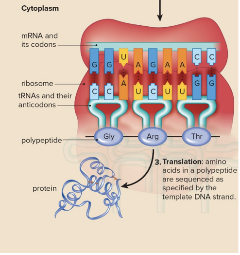 <ul><li><p>Takes place on a ribosome</p></li><li><p>Read by tRNA (anticodon) complimentary to mRNA</p></li><li><p>GGU + CCA, AGA + UCU, ACC + UGG</p></li><li><p>mRNA molecule used as a template to make protein</p></li><li><p>Every three bases is a “codon” used to identify which amino acid to place next in the peptide chain</p></li></ul>