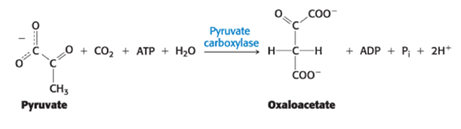 <p><span>Pyruvate carboxylase</span></p>