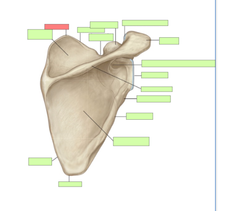 <p>Is this a right or left scapula</p>