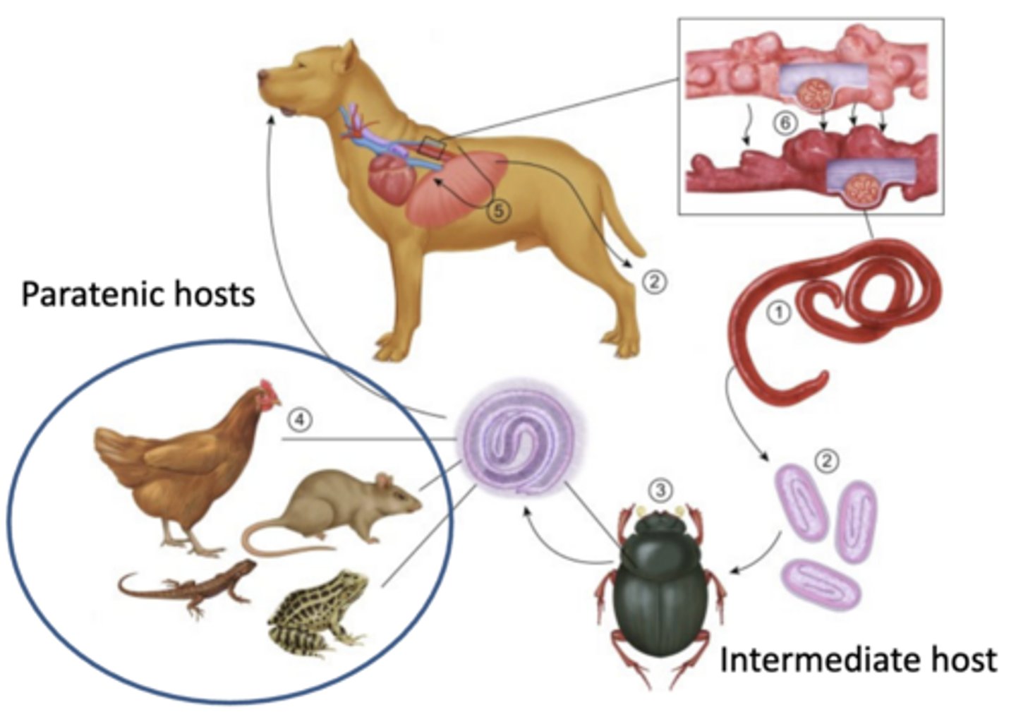 knowt flashcard image