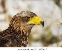 <p>the upper mandible is longer than the lower and the tip is bent over the lower </p><p>raptors </p>