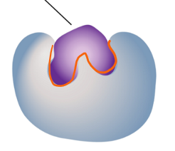 <p>what stage of the enzyme as catalyst is this? </p>