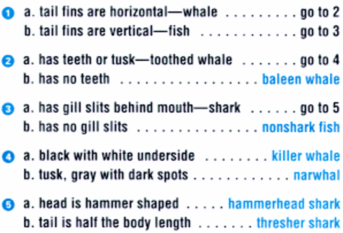 <p>This organism has a vertical tail fin, gill slits behind the mouth, and his tail is half the length of the body.</p><p>A. nonshark fish B. thresher shark</p><p>C. hammerhead shark D. killer whale</p>
