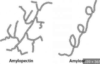 <p>FUNCTION - Energy Storage</p><p>FOUND IN - Plants</p><p>MONOMER - <strong>alpha glucose</strong> - <strong>Amylose</strong> (linear/coiled polysaccharide) + <strong>Amylopectin</strong> (very branched polysaccharide - <u>BETTER FOR ENERGY STORAGE</u>)</p><p>SOLUBILITY - large molecule = relatively insoluble</p>