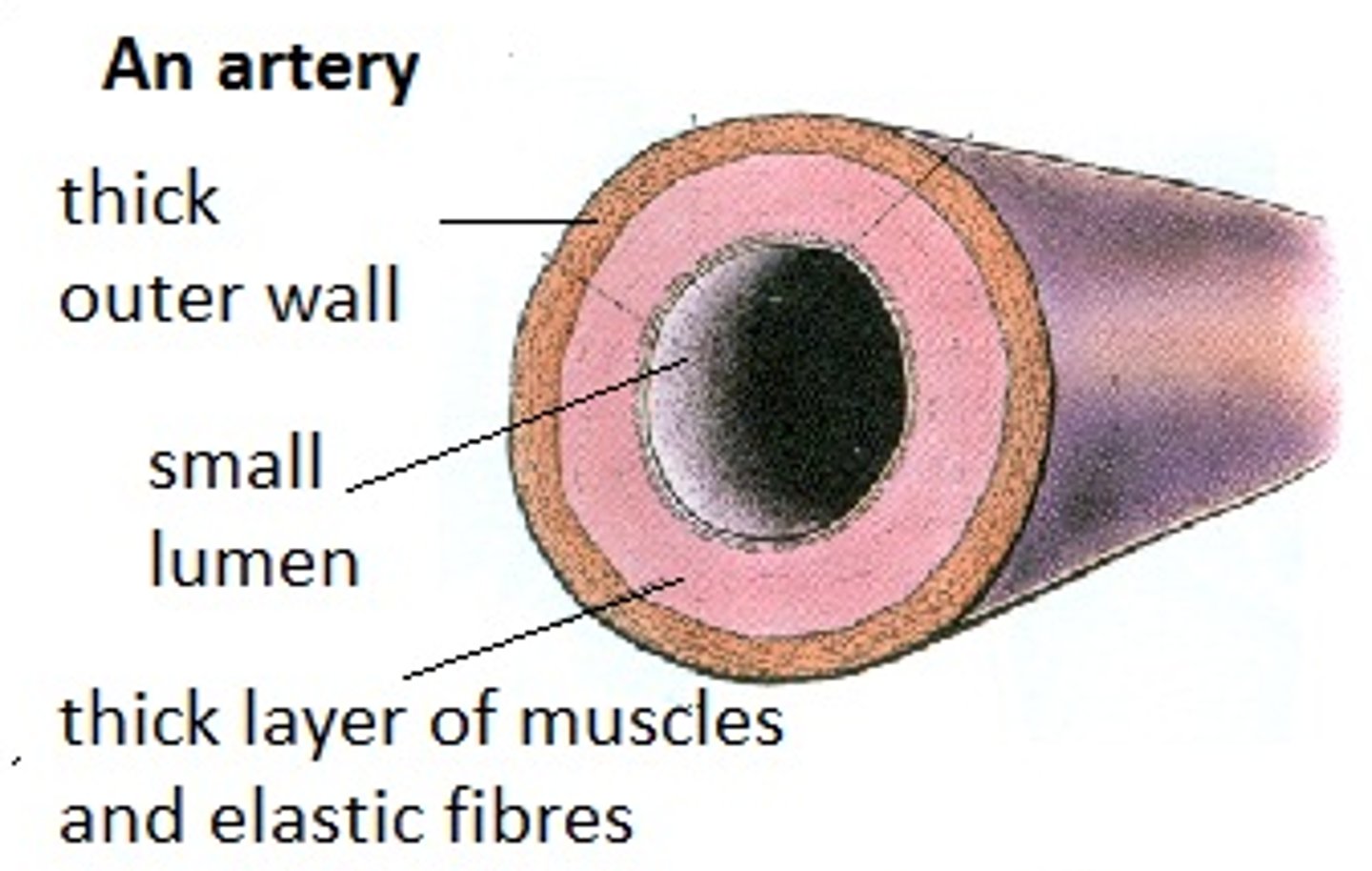 <p>- elastic fibres to stretch</p><p>- thick layers of muscles to stay strong due to the high pressure when pumping blood</p>