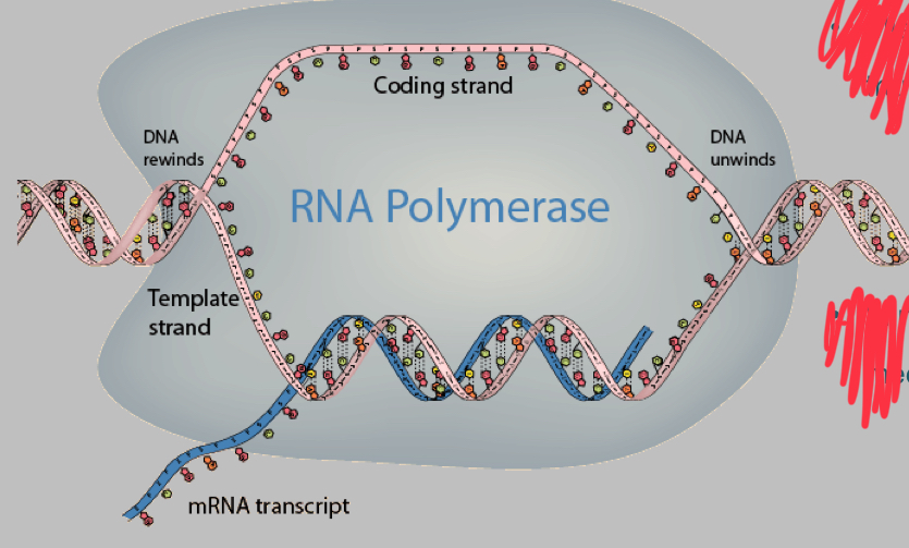 <p>Mistakes are also made during transcription, how is this solved?</p>