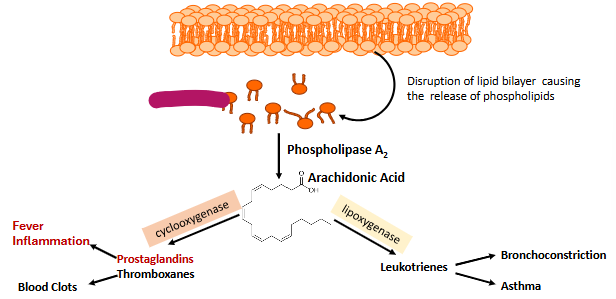 <p>Label this part of prostaglandin synthesis</p>