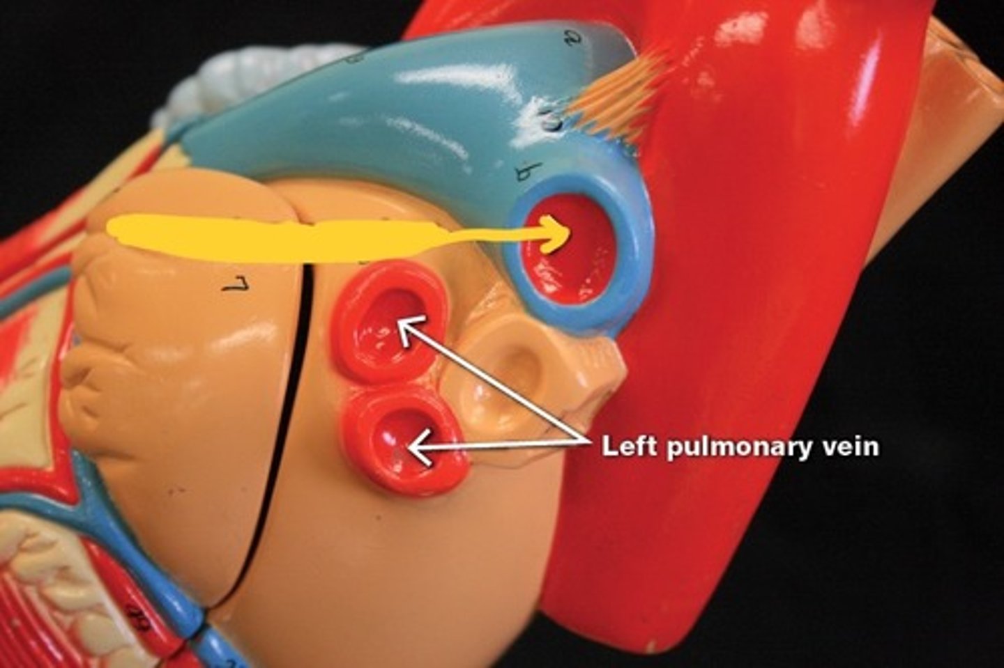 <p>Great vessels of the heart,</p>