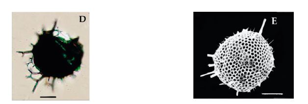 <p>The images of the radiolarian, a single-celled marine organism, were produced using a light microscope (left) and a scanning electron microscope (right).</p>