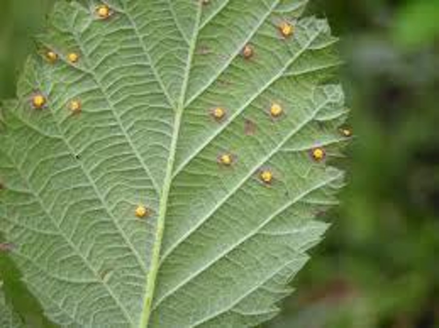 <p>Some plants reproduce using these. These include ferns and mosses.</p>