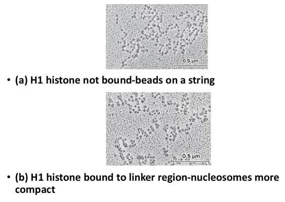 <p>This formed when nucleosomes associate with each other to form a more compact structure. The H1 histone play a role in this concentration, remaining bound at low salt concentrations and forcing the beads to associate together into a more compact morphology. At higher salt concentrations, H1 is removed and the histones remain in the beads-on-string morphology.</p>
