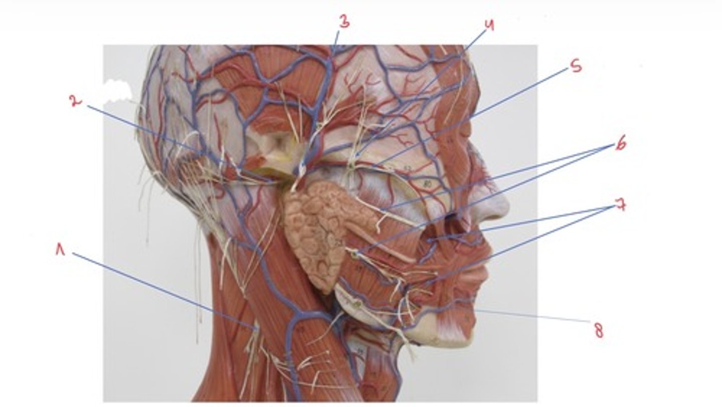 <p>Wat wordt er aangeduid met 8</p>