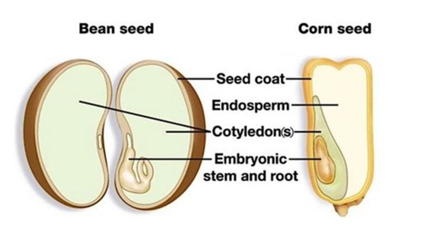 <p>A group of angiosperms with 1 embryonic seed leaf.</p>