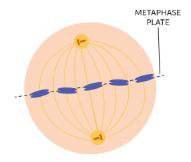 <ul><li><p>Chromosomes line up in the middle of the cell</p></li><li><p>Spindle fibers (attached to kinetochores) coordinate movement</p></li></ul><p></p>