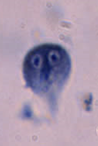 <p>whats this</p>