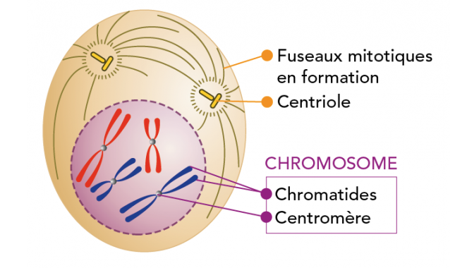La chromatine se condense en chromosomes. L’enveloppe entourant le noyau (enveloppe nucléaire) disparaît progressivement. Le centrosome est un organite unique dans les cellules animales en interphase. Il est dupliqué et chaque centrosome migre vers les pôles de la cellule.
