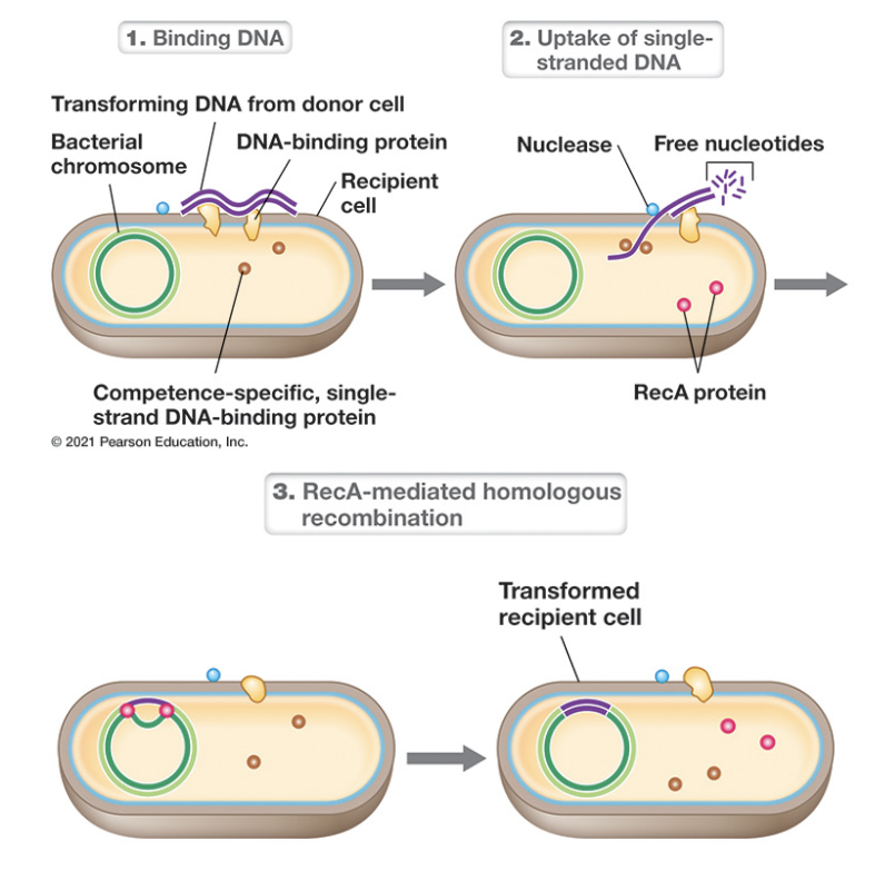 <p>Transformation</p>