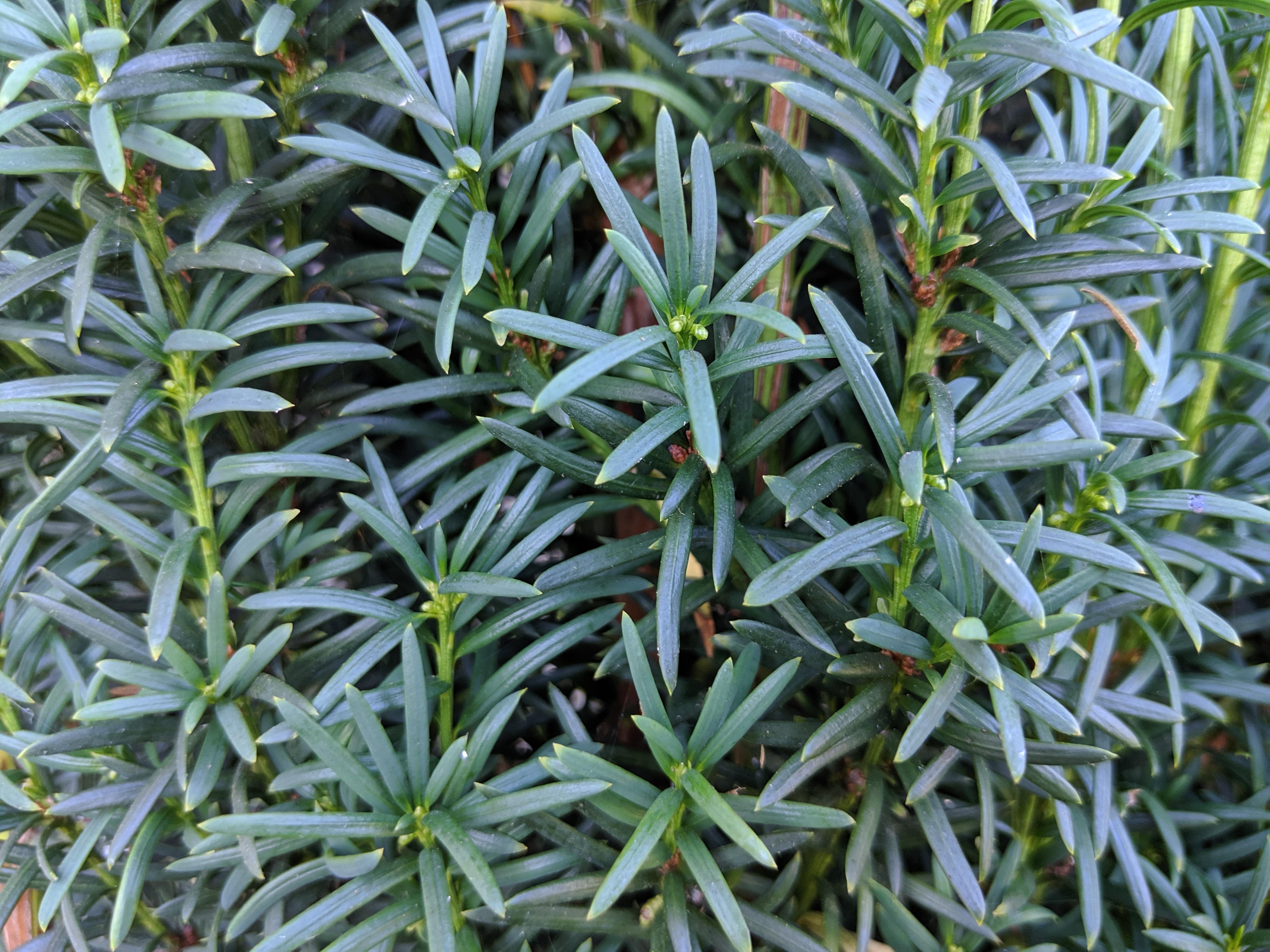 <p><em>Taxus baccata</em> ‘Fastigiata’, irish yew, Taxaceae</p>