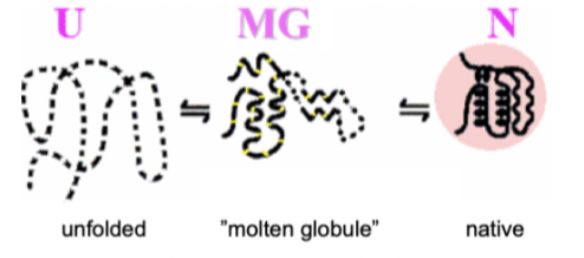 <ul><li><p><strong>Molten globule</strong>: Polypeptidkedjan kollapsar genom hydrofobiska interaktioner till en kompakt struktur som sedan blir dess slutgiltiga struktur (se bild).</p></li></ul><p></p><ul><li><p><strong>Hierarkisk</strong>: Lokala sekundärstrukturer bildas för att sedan bilda domäner och slutligen proteinet.</p></li></ul>