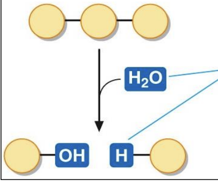 <p>Hydrolysis reaction</p>