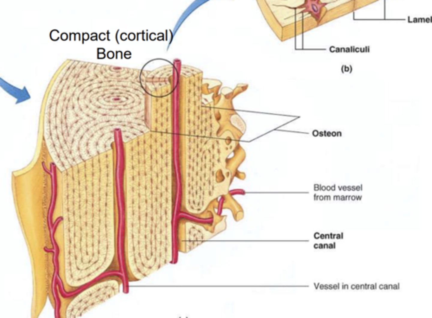 <p>- Compact and dense in appearnace.</p><p>- Hollow as it contains bone marrow.</p><p>- Contain repeating circular units called osteons.</p><p>- Blood vessels run through the Central Canal osteons. </p>