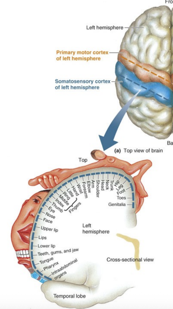 <p>Processing touch, pressure, pain, and proprioception</p>