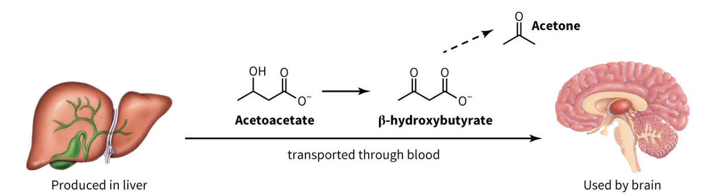 <ul><li><p>acetone = breakdown product formed by the spontaneous decarboxylation of acetoacetate</p></li></ul>