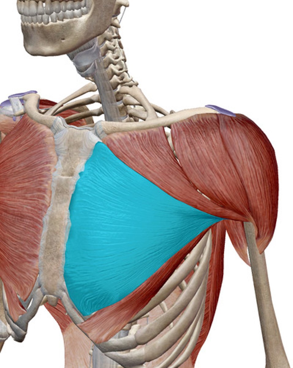 <p>What muscles is this?</p>